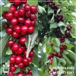 خرید نهال گیلاس قرمز ارومیه