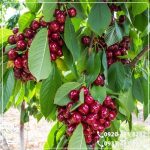 قیمت نهال گیلاس قرمز ارومیه