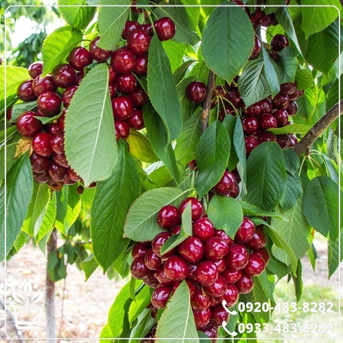 قیمت نهال گیلاس قرمز ارومیه