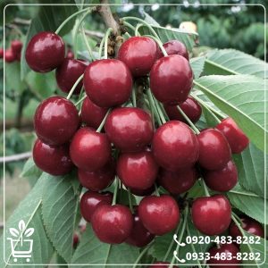 آبیاری نهال گیلاس لاپینز