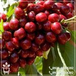 قیمت نهال گیلاس لاپینز