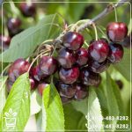 خرید نهال گیلاس لاپینز