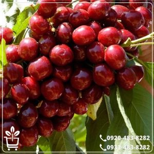 قیمت نهال گیلاس لاپینز