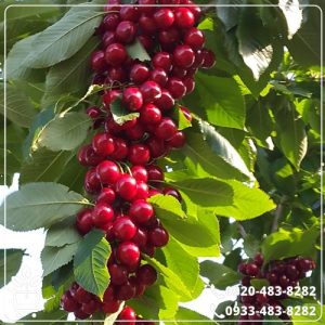 کاشت نهال گیلاس مالیزیا