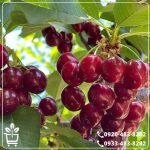 خرید نهال گیلاس مالیزیا