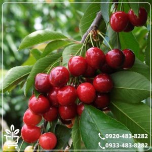 قیمت نهال گیلاس مالیزیا