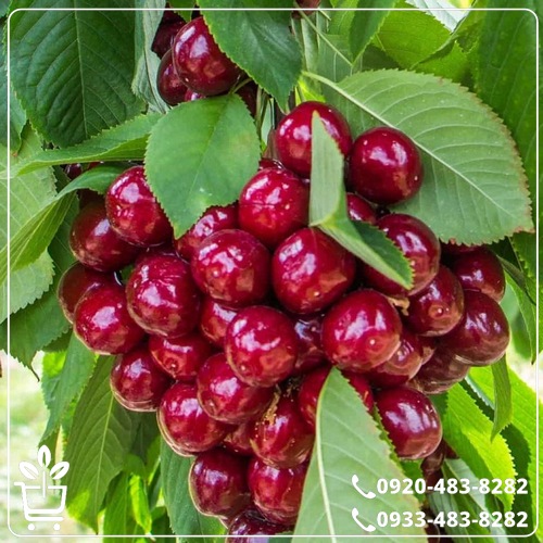 کاشت نهال گیلاس هارت