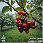 قیمت نهال گیلاس هارت