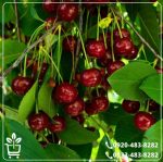 خرید نهال گیلاس هارت