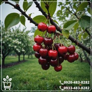 قیمت نهال گیلاس هارت