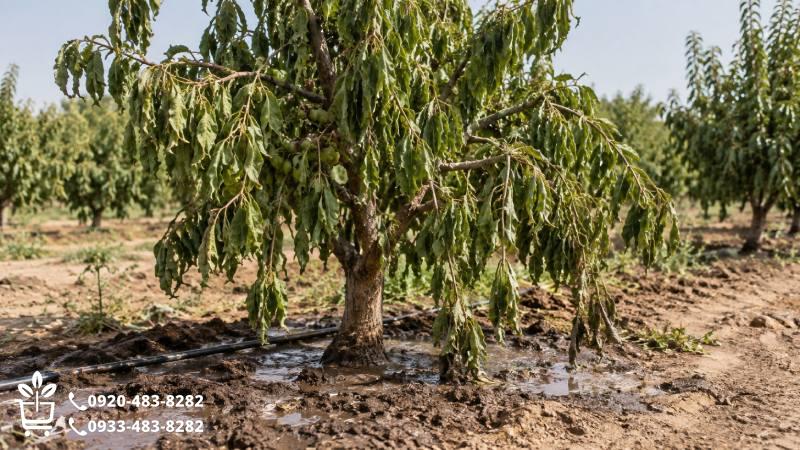 پژمردگی درخت بعد از آبیاری؛ ریشه در خطر است؟