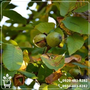 قیمت گردو ژنوتیپ تیپ 90