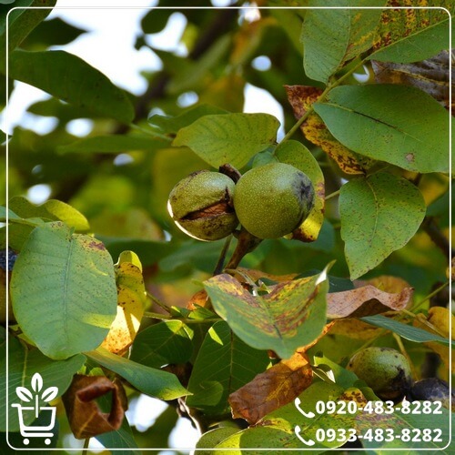 قیمت گردو ژنوتیپ تیپ 90