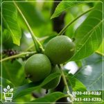 خرید گردو ژنوتیپ تیپ 90