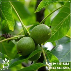 خرید گردو ژنوتیپ تیپ 90